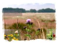 02-07-05 - Hoge Veluwe2.jpg